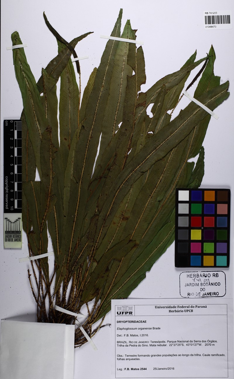 Elaphoglossum organense