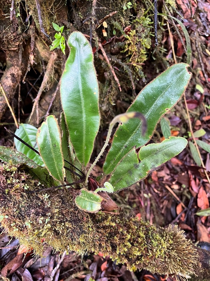 Elaphoglossum ornatiforme