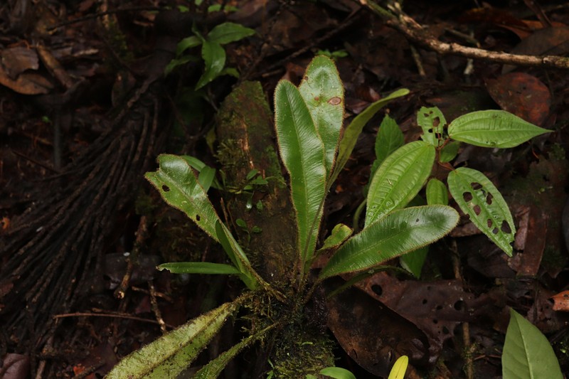 Elaphoglossum ornatiforme photo 2