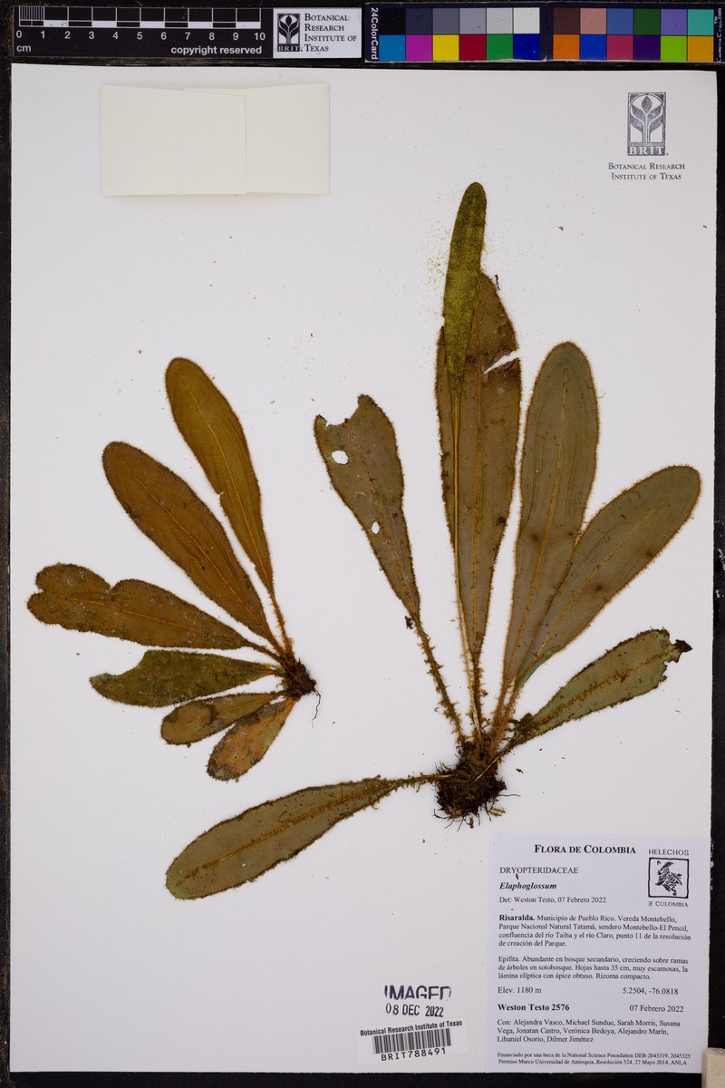 Elaphoglossum ornatiforme photo 3