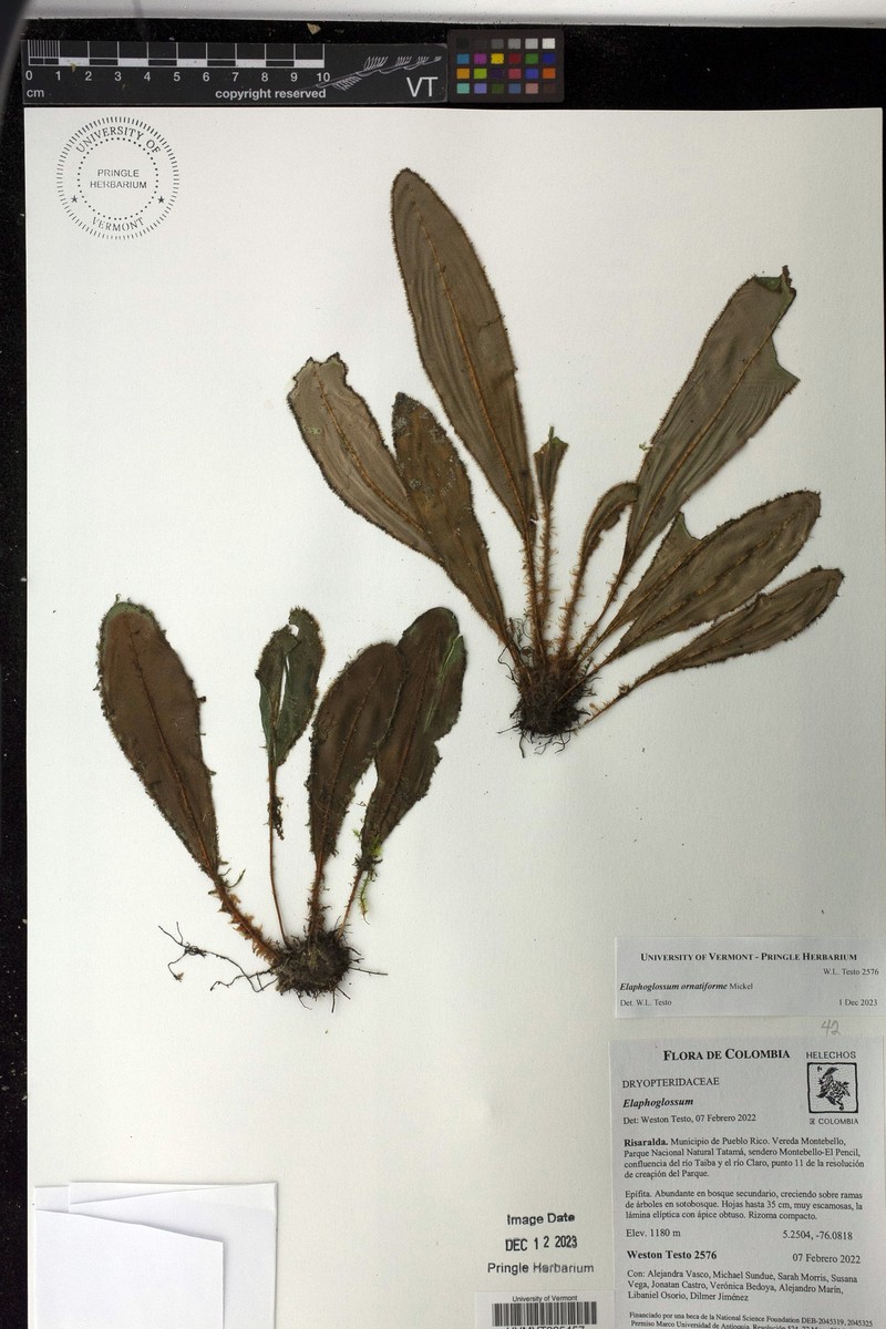 Elaphoglossum ornatiforme photo 4