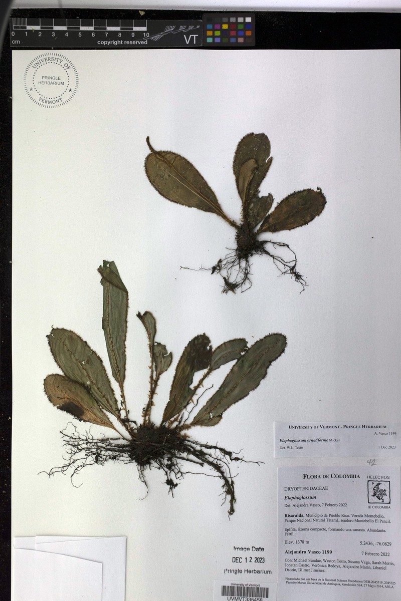 Elaphoglossum ornatiforme photo 5