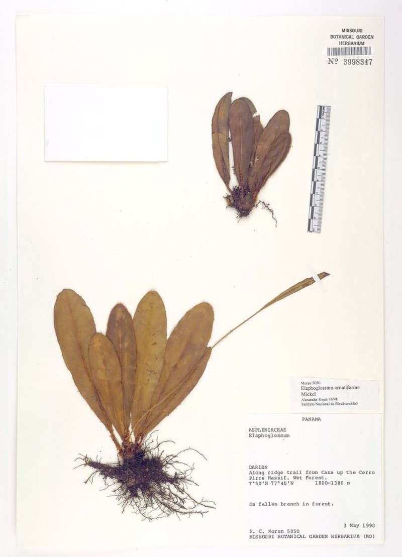 Elaphoglossum ornatiforme photo 6