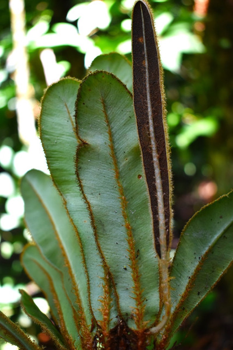 Elaphoglossum ornatum