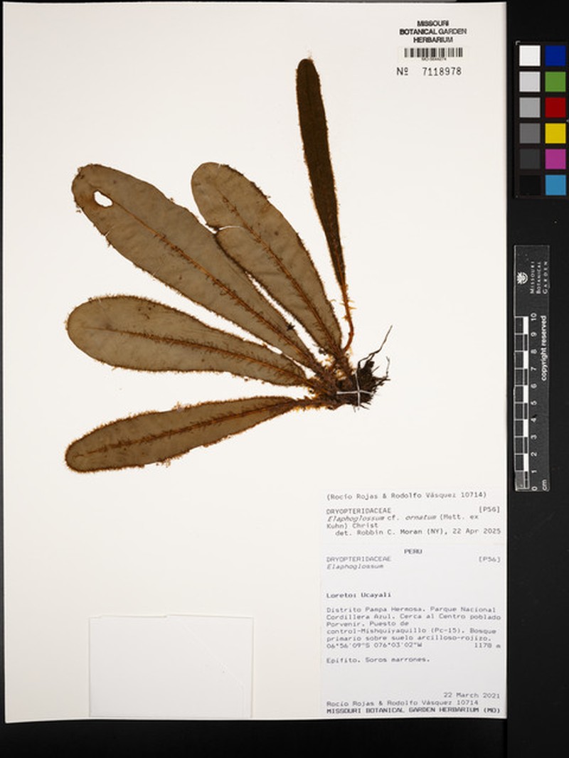 Elaphoglossum ornatum photo 2