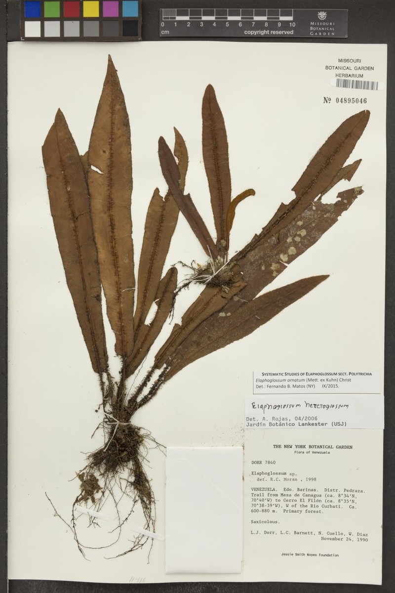 Elaphoglossum ornatum photo 3