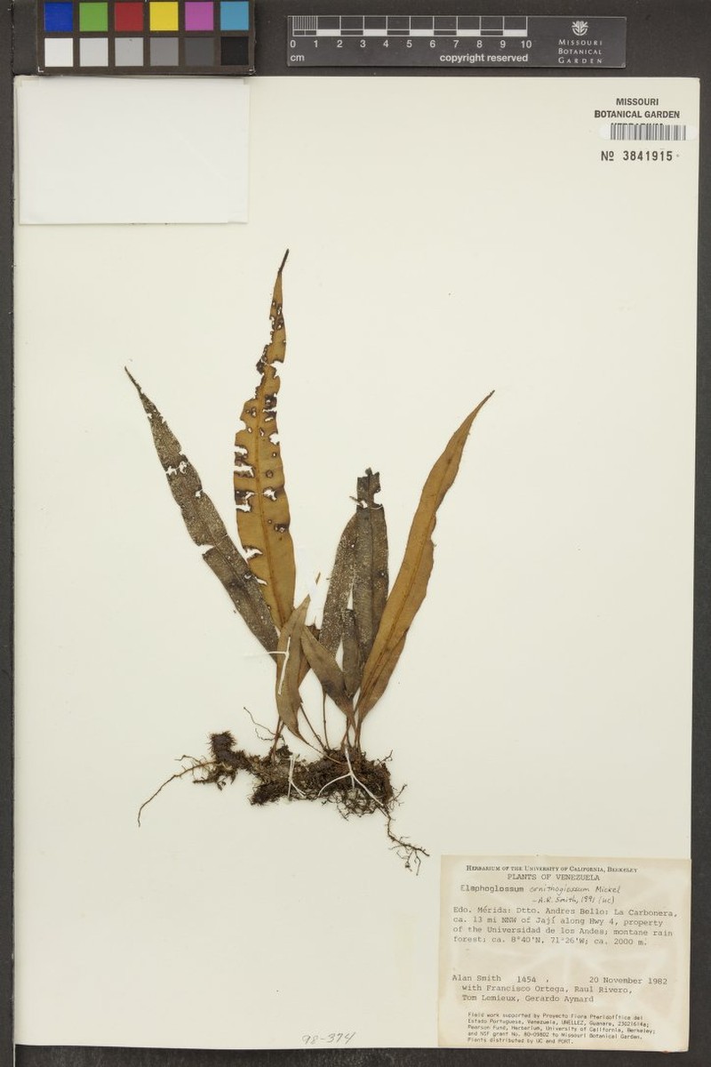 Elaphoglossum ornithoglossum