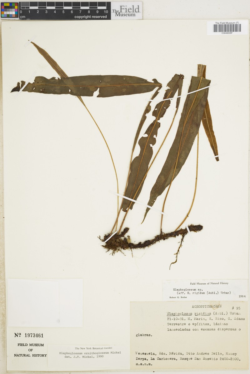 Elaphoglossum ornithoglossum photo 2