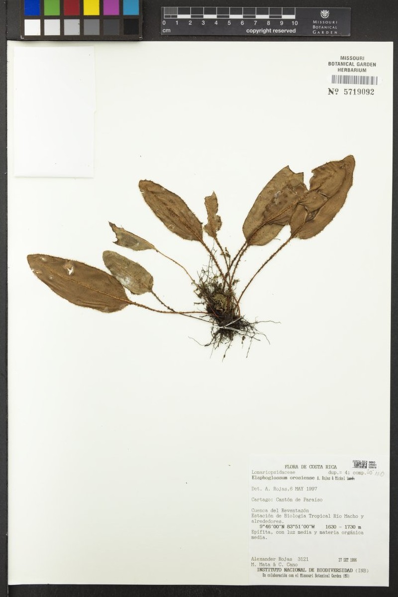 Elaphoglossum orosiense