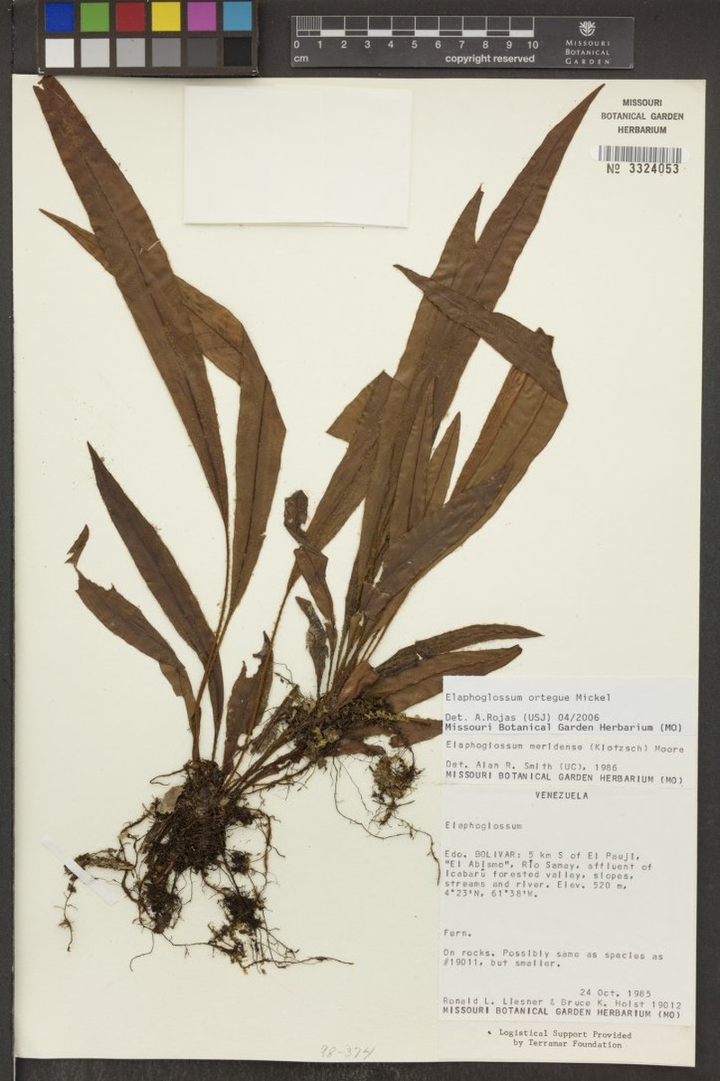Elaphoglossum ortegae