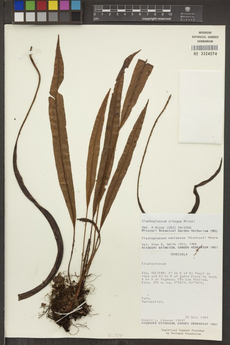 Elaphoglossum ortegae photo 2