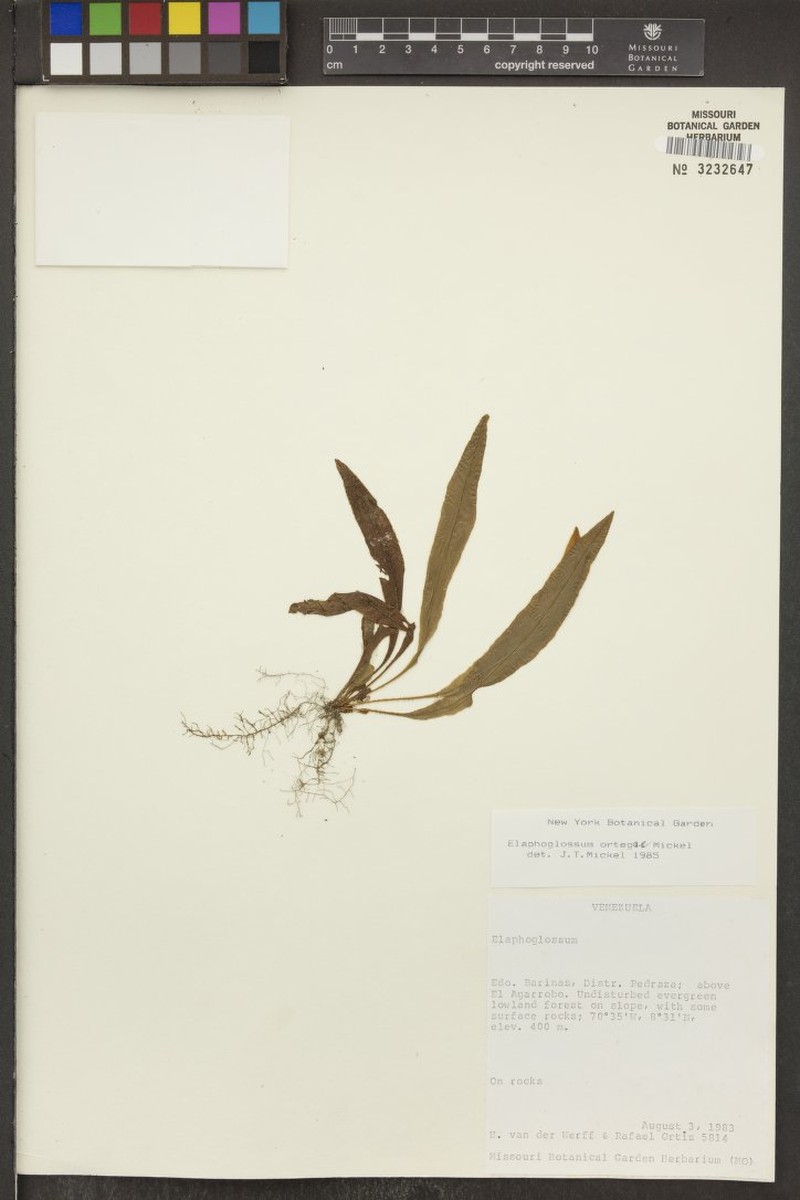 Elaphoglossum ortegae photo 3