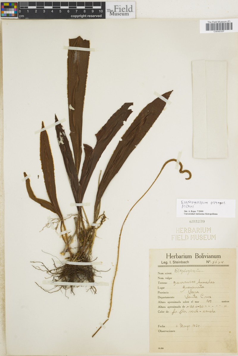 Elaphoglossum ortegae photo 4