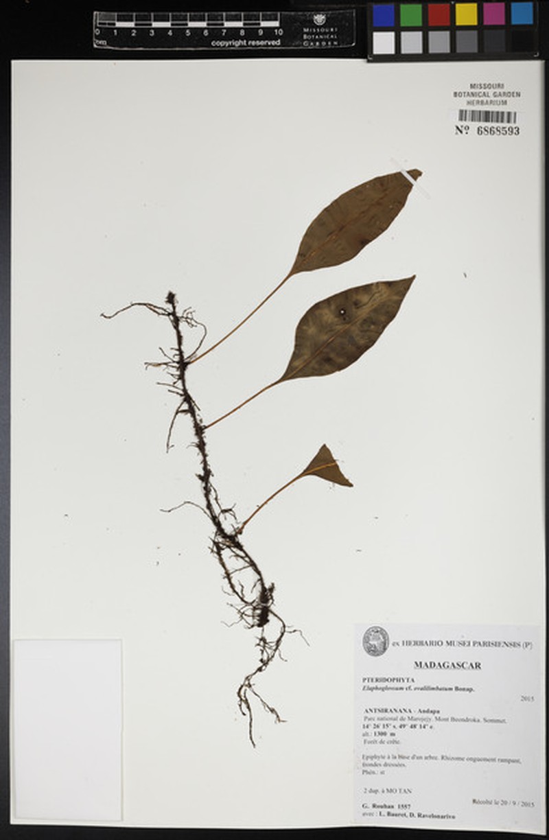 Elaphoglossum ovalilimbatum