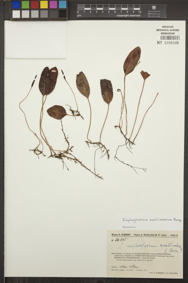 Elaphoglossum ovalilimbatum photo 2