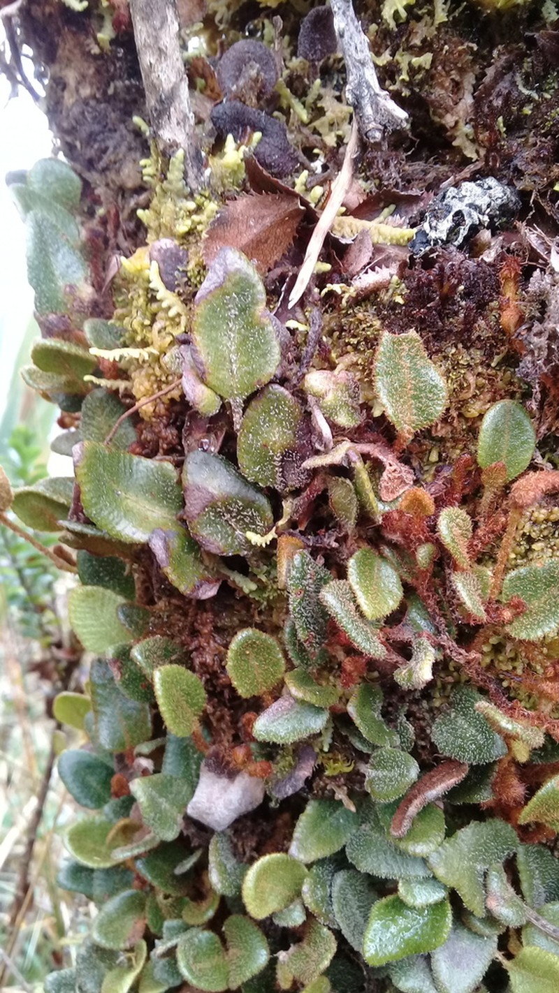 Elaphoglossum ovatum