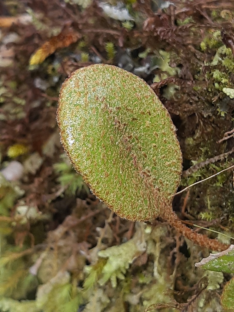 Elaphoglossum ovatum photo 2