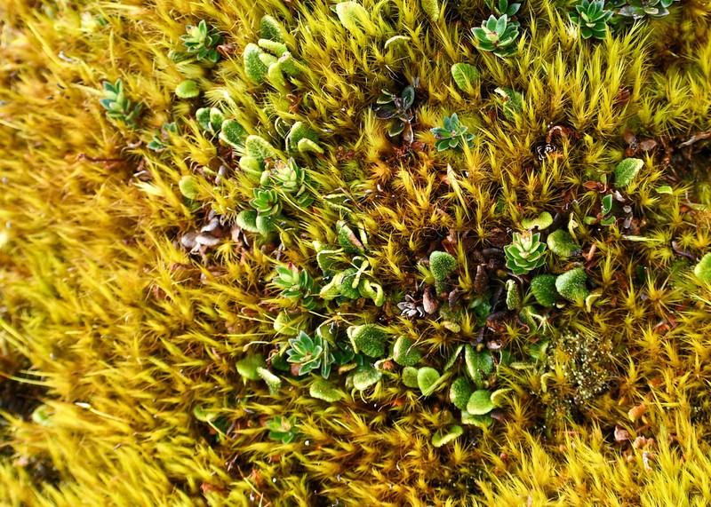 Elaphoglossum ovatum photo 3