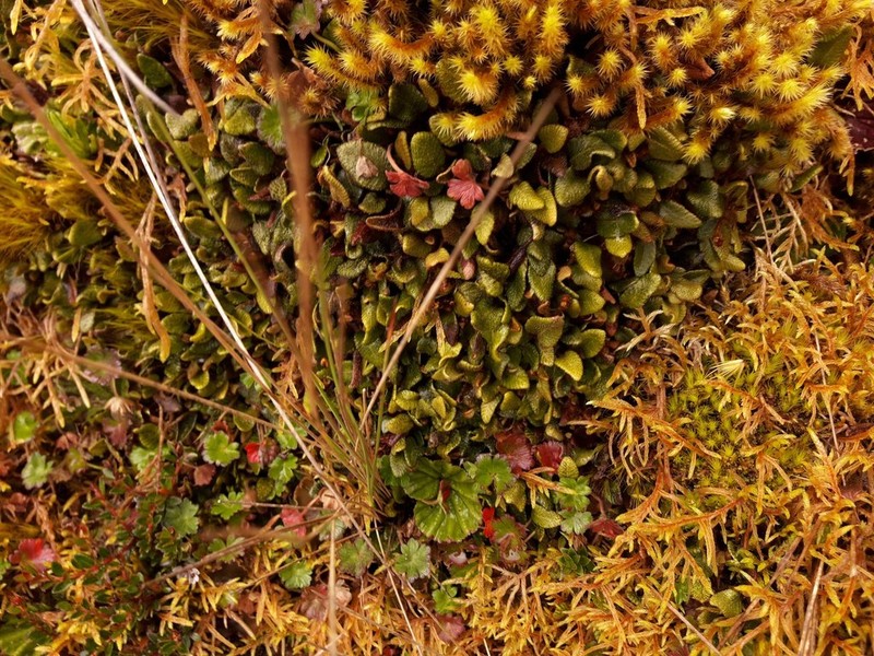 Elaphoglossum ovatum photo 4
