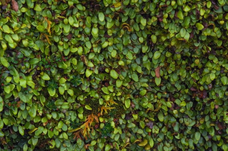 Elaphoglossum ovatum photo 5