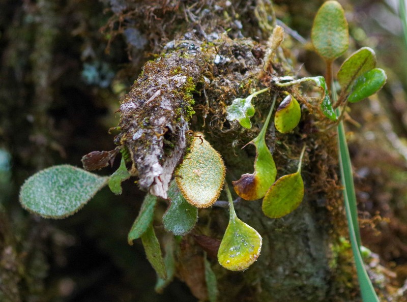 Elaphoglossum ovatum photo 6