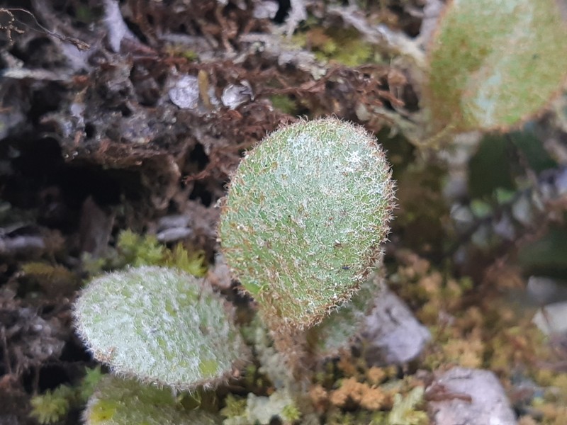 Elaphoglossum ovatum photo 7