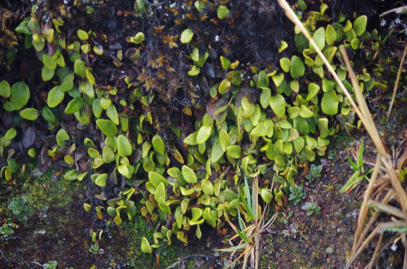Elaphoglossum ovatum photo 8