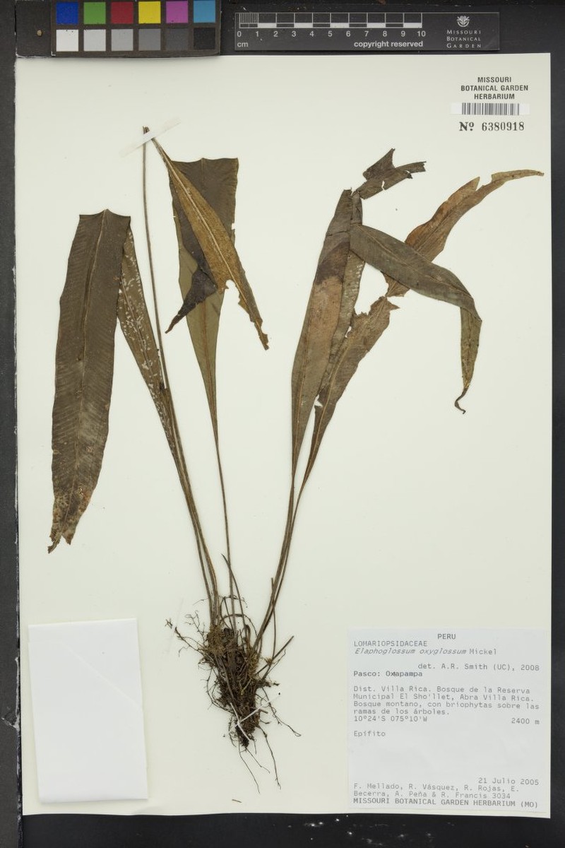 Elaphoglossum oxyglossum