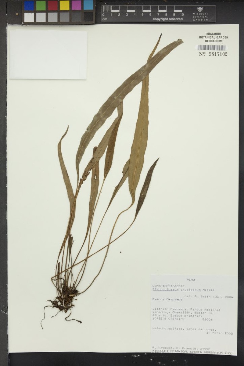 Elaphoglossum oxyglossum photo 2
