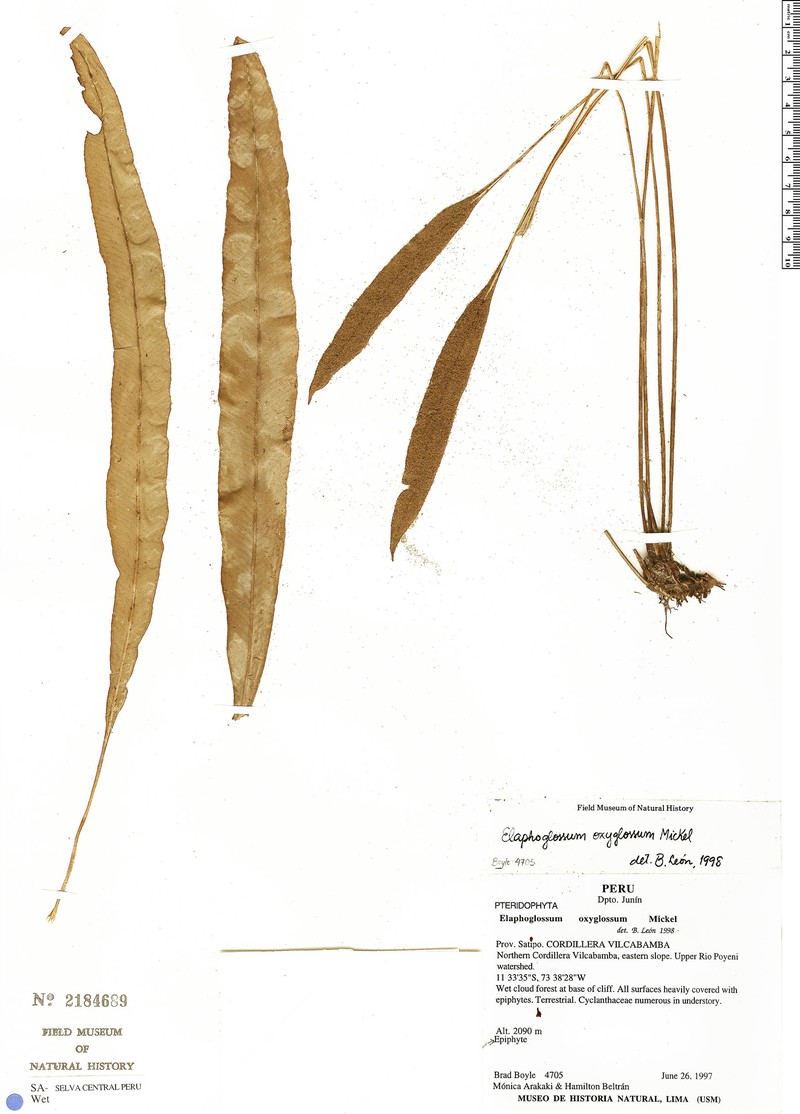 Elaphoglossum oxyglossum photo 3
