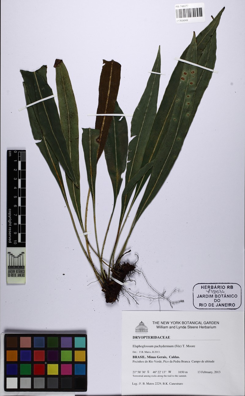 Elaphoglossum pachydermum