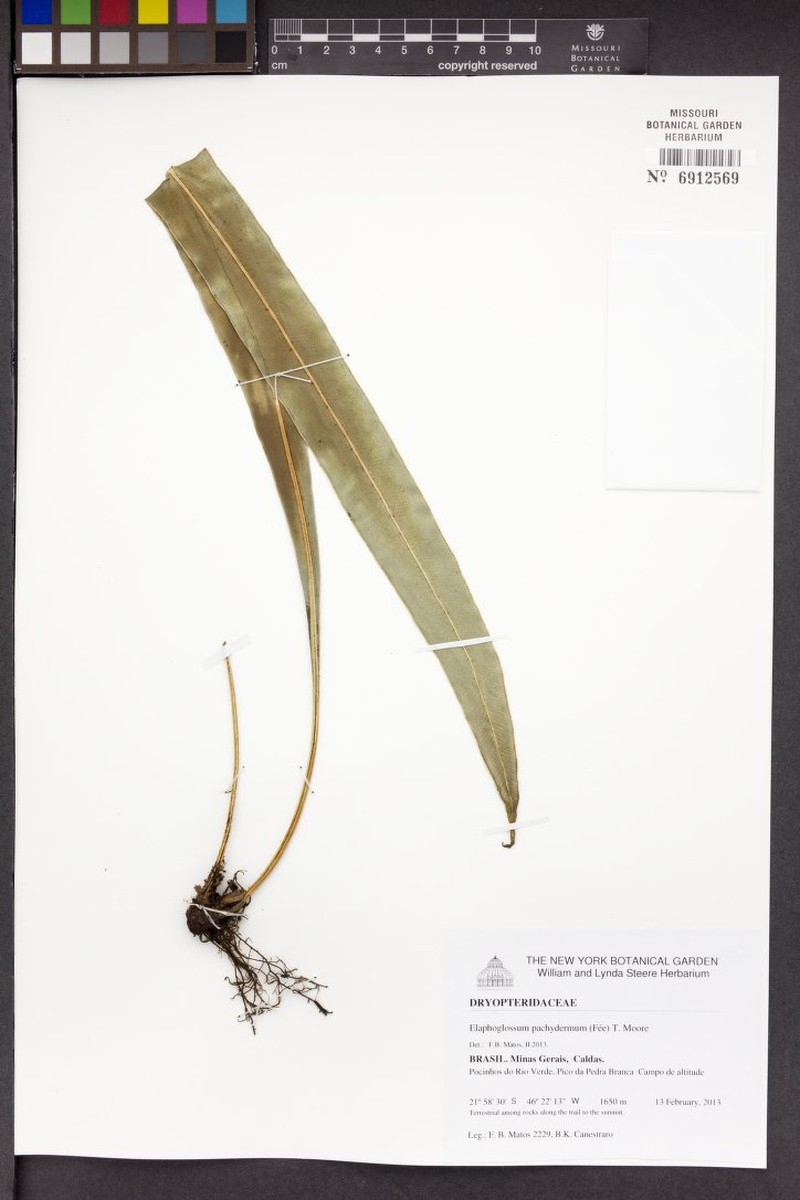 Elaphoglossum pachydermum photo 2