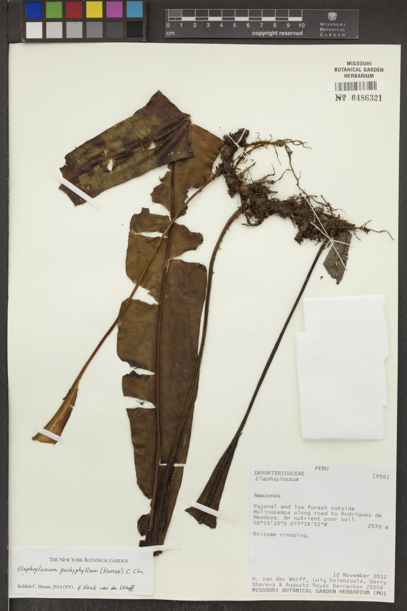 Elaphoglossum pachyphyllum