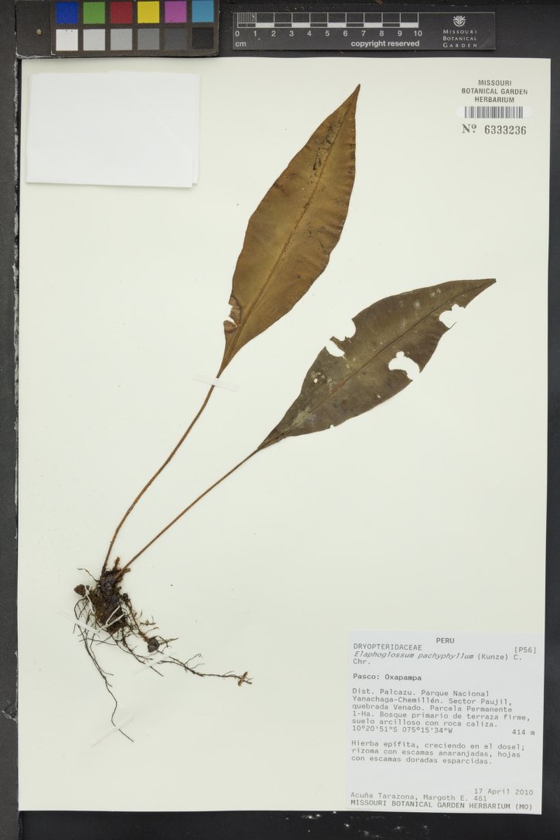 Elaphoglossum pachyphyllum photo 2