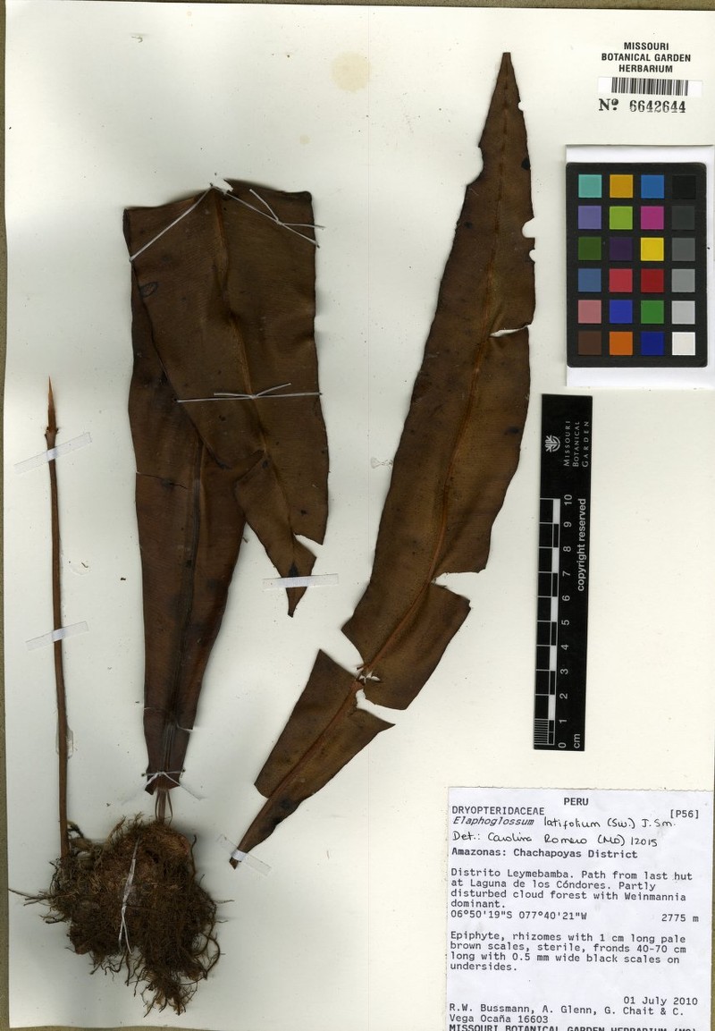 Elaphoglossum pachyphyllum photo 3