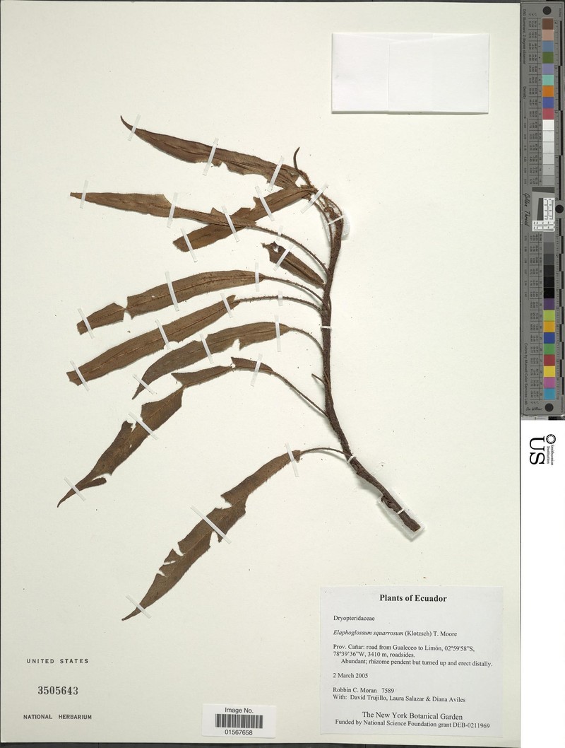 Elaphoglossum pachyrrhizum photo 2