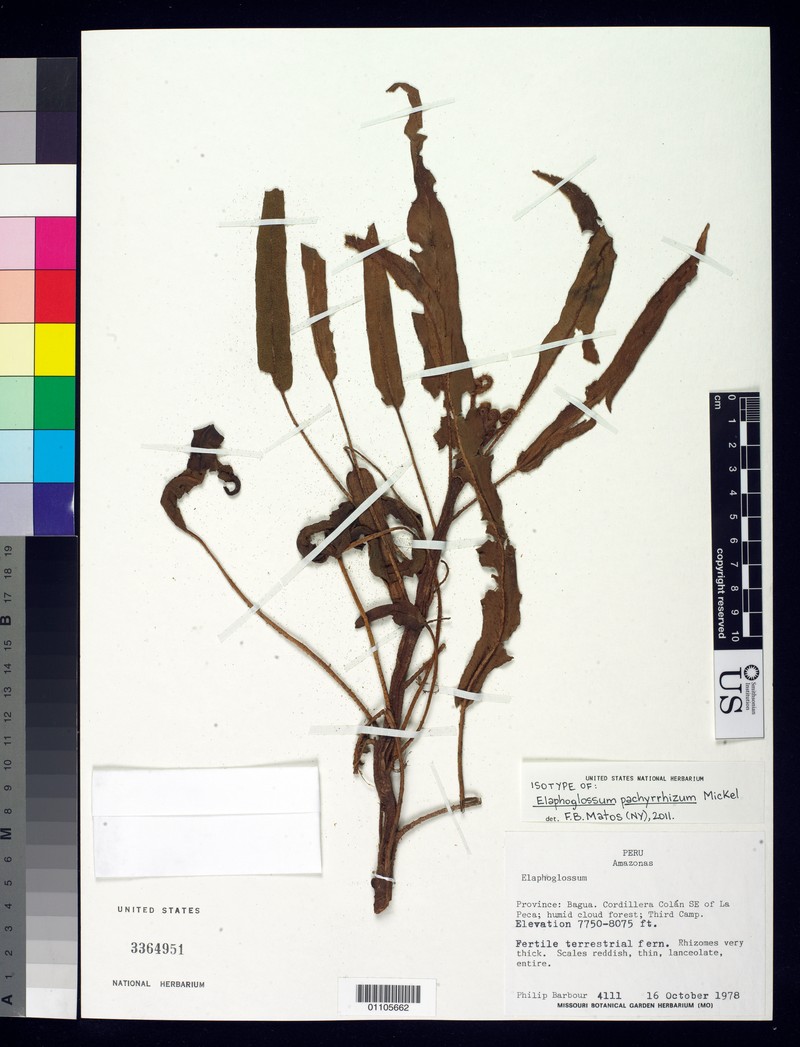 Elaphoglossum pachyrrhizum