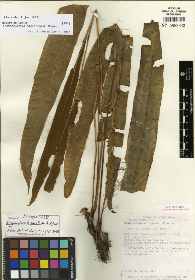 Elaphoglossum pacificum
