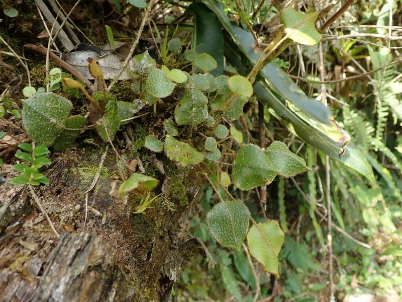 Elaphoglossum pala