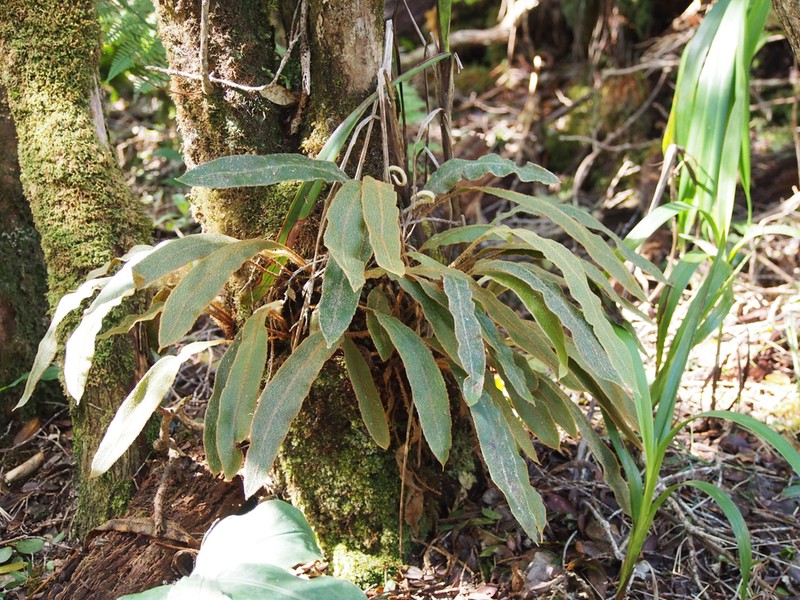 Elaphoglossum paleaceum