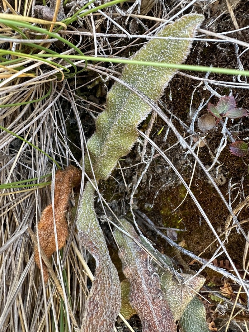 Elaphoglossum paleaceum photo 2