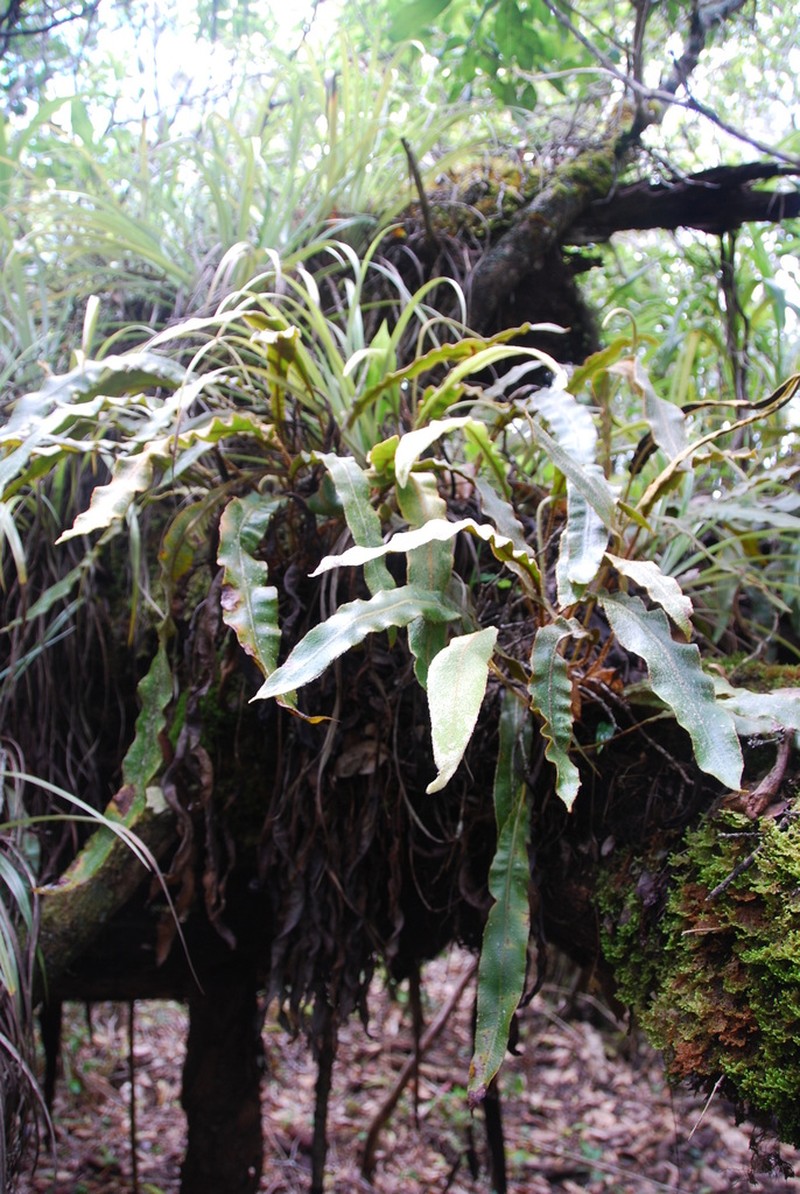 Elaphoglossum paleaceum photo 3