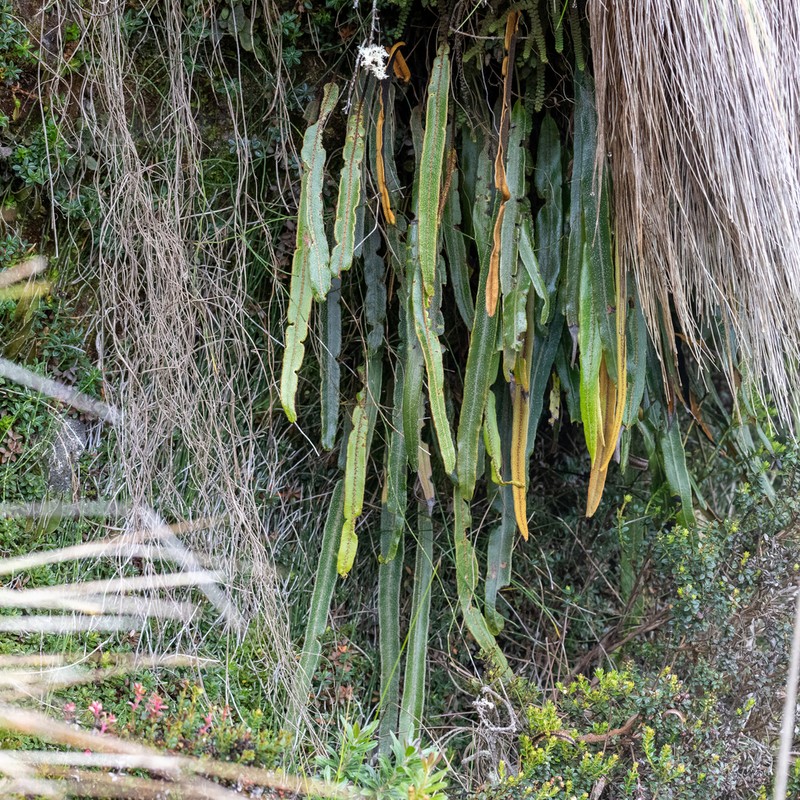 Elaphoglossum paleaceum photo 4
