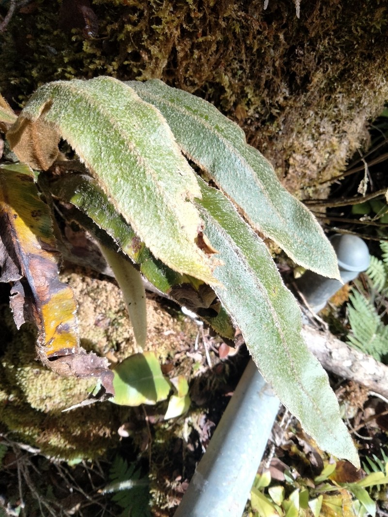Elaphoglossum paleaceum photo 5