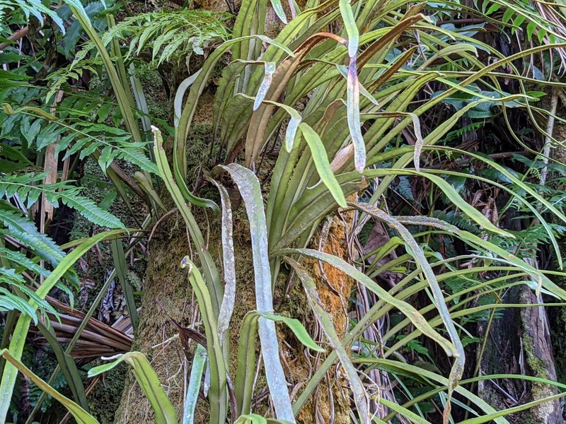 Elaphoglossum paleaceum photo 6