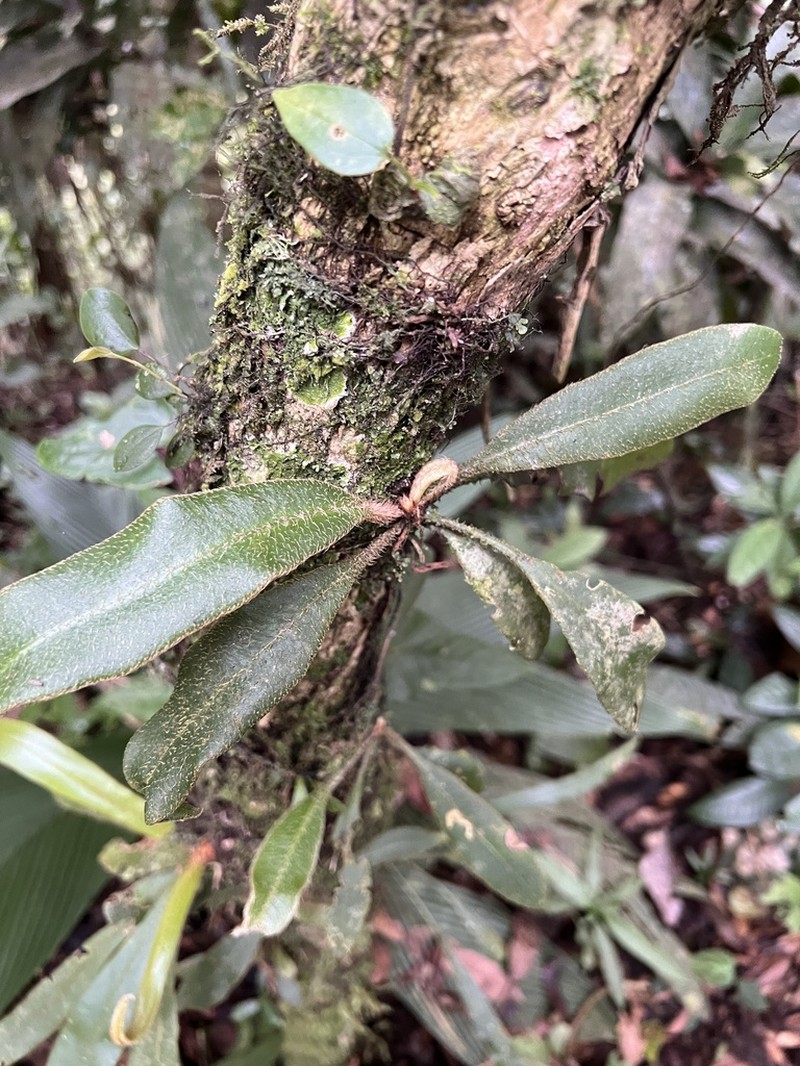 Elaphoglossum paleaceum photo 7