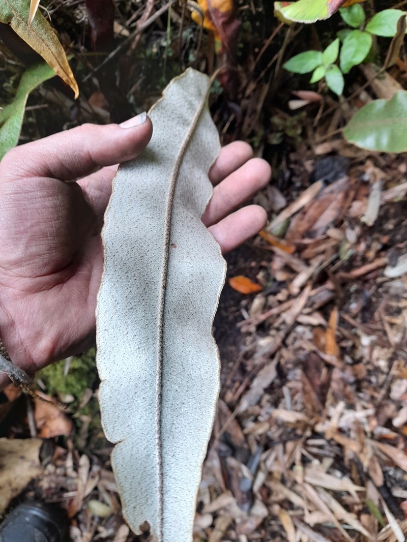 Elaphoglossum paleaceum photo 8
