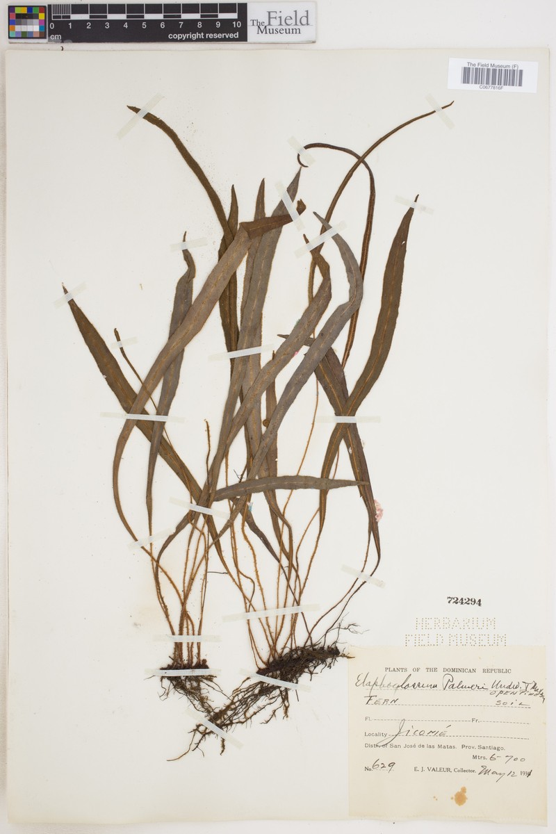 Elaphoglossum palmeri