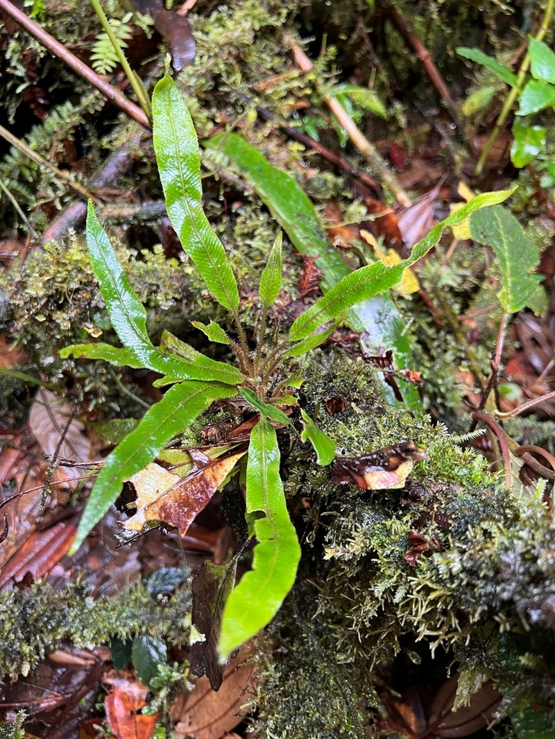 Elaphoglossum palorense photo 2
