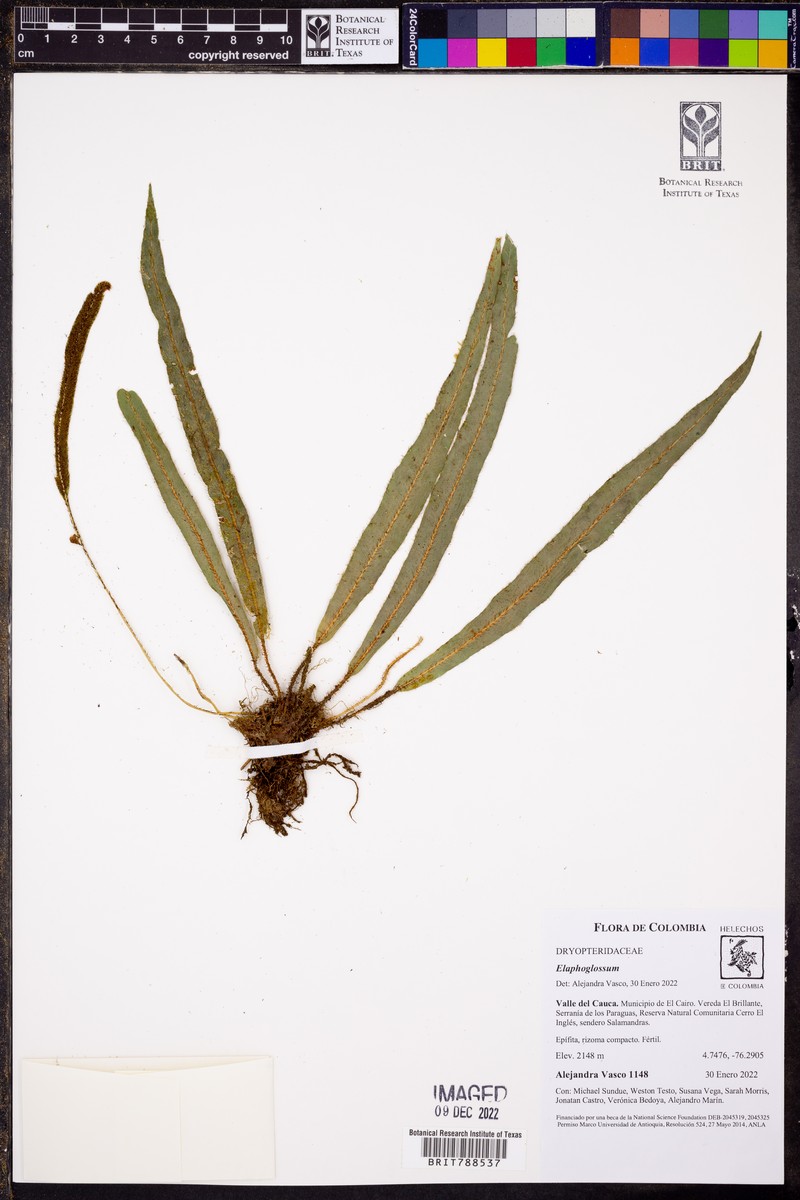 Elaphoglossum palorense photo 3